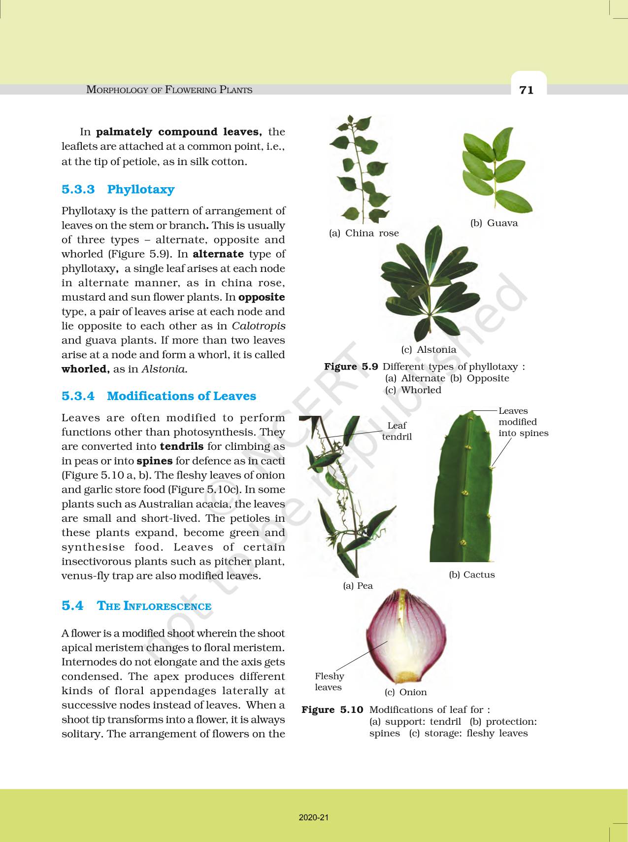 Morphology Of Flowering Plants - NCERT Book Of Class 11 Biology